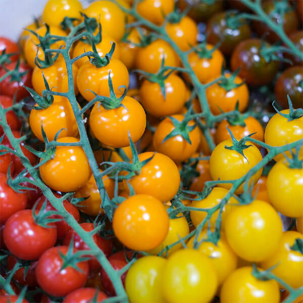 Cà chua cherry 1 ca-chua-cherry