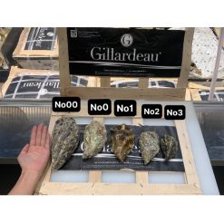 Alternative view of Hàu Gillardeau size 2